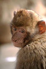 Berber Affe