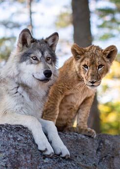 DER WOLF UND DER LÖWE